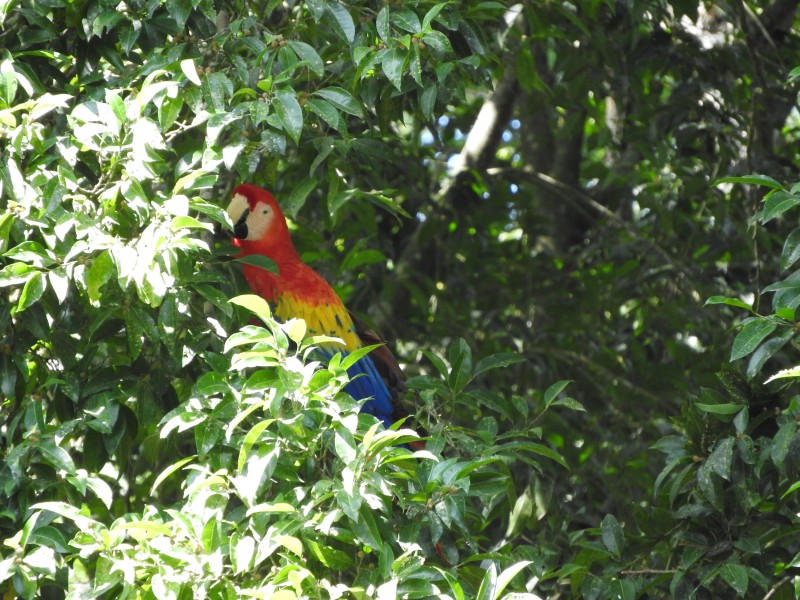33 (HONDURAS) Sito Maya di Copan
